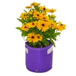 Load image into Gallery viewer, Garden care made easy with Bloombagz herb, shrub and flower planter with option to hang. Use indoor or outside gardens for lush plants all year round. Perfect landscape gardening for small spaces. Can also be used as a storage solution. Environmentally friendly made out of 100% recycled materials. Promotes growth of healthy roots and happy plants.